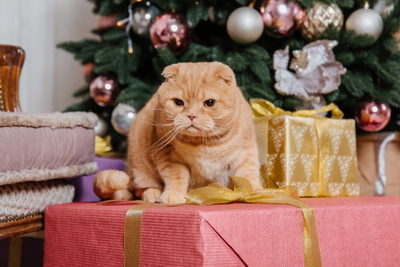 Holiday foods can be toxic to pets, here's what to do if Rover or Kitty eats them