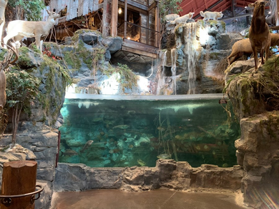 Naked man arrested after doing 'cannonball' into Bass Pro Shop tank: police