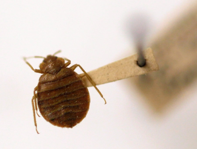 Tampa ranked among the worst bed bug cities in the U.S., Orkin says