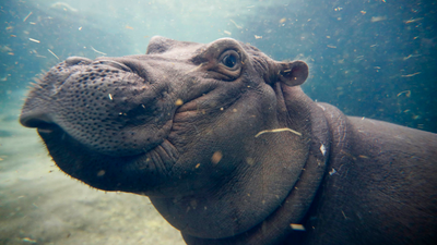 Fan-favorite hippo celebrates 7th birthday in Cincinnati
