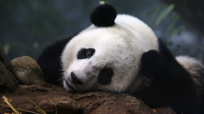 China suggests giant pandas could return to US by end of 2024