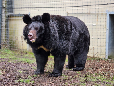 A refugee bear from a bombed-out Ukraine zoo finds a new home in Scotland