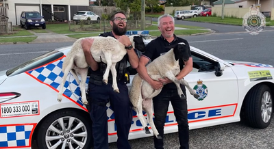 VIDEO: Cop takes a tumble trying to chase runaway sheep