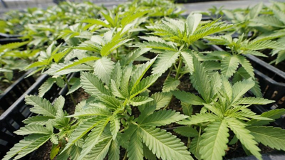 Florida bill would blunt recreational marijuana potency if ballot measure passes