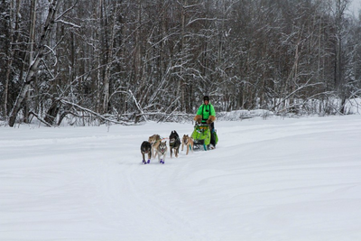 Alaska's Iditarod dogs get neon visibility harnesses after 5 were fatally hit while training