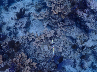 Hot seawater killed most of cultivated coral in Florida Keys in setback for restoration effort
