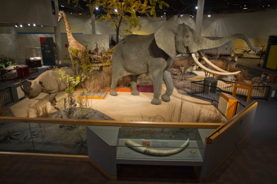 Bill headed to South Dakota governor would allow museum's taxidermy animals to find new homes