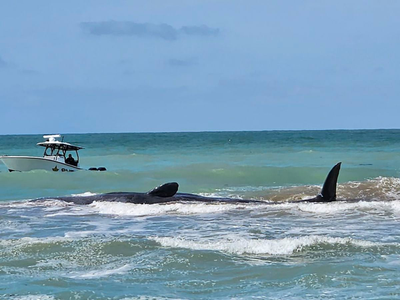 Sperm whale dies after beaching along Florida's Gulf Coast
