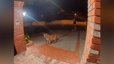 Mountain lion spotted steps from California resident's front door