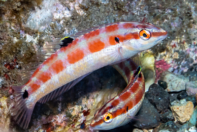 Scientists discover new species of fish in Pacific Ocean