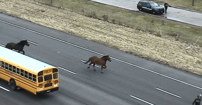 WATCH: Loose horses run through traffic