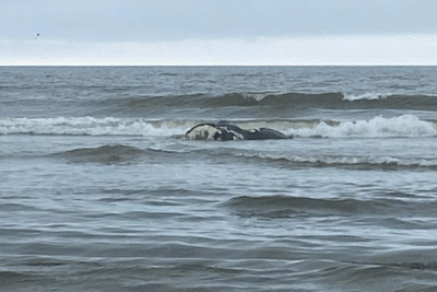 First baby right whale of season dies from injuries caused by ship collision