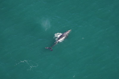 Whale species thought to be extinct in Atlantic Ocean seen off Massachusetts coast