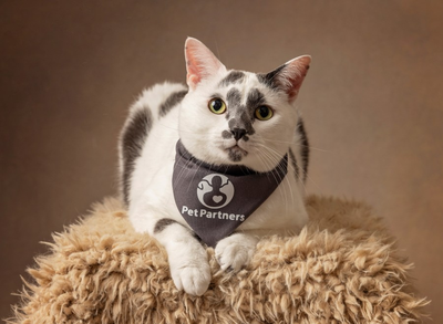Adorable cat competes for Cadbury Bunny Title