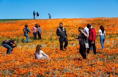 Wildflower super bloom likely in California: here's where to see it