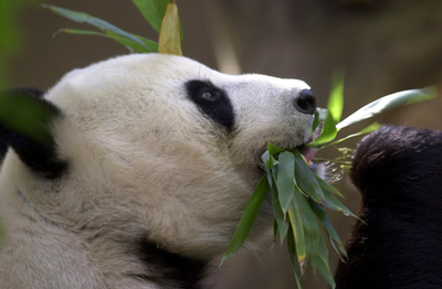 Black and white and adored all over. China pledges pair of pandas for San Diego Zoo