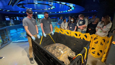 Boston Aquarium's Long-Time Resident Ancient Sea Turtle Passes Health Check