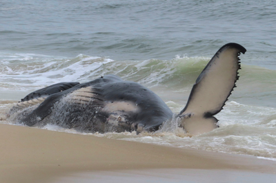 Whale in New Jersey Found with Fractured Skull and Injuries, Experts Say