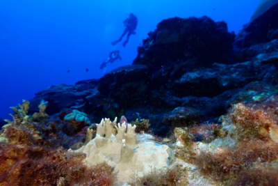 Global Coral Reefs Experiencing Mass Bleaching in Warming Oceans