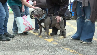 Dog that spent nearly 600 days at Ohio shelter gets limo ride to new home