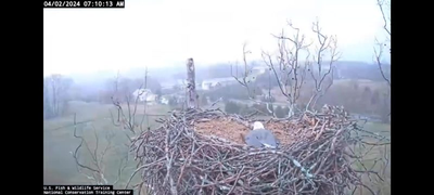 Watch: 'Unwavering' bald eagle mom protects eggs in West Virginia thunderstorm