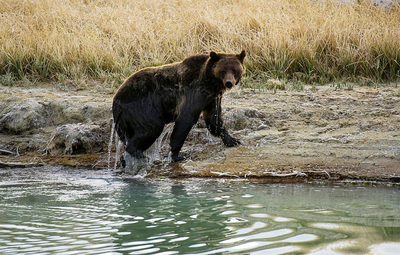 PETA hosts Utah protest against Idaho's Yellowstone Bear World at 'Baby Animal Days' event