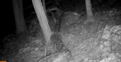 Rarely-seen 'species of concern' captured on West Virginia trail cam